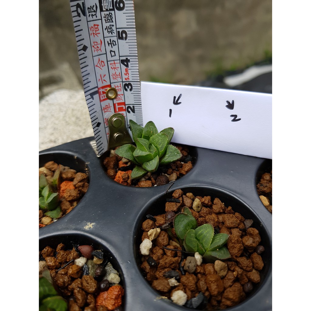 多肉植物 春庭樂 蝦皮購物