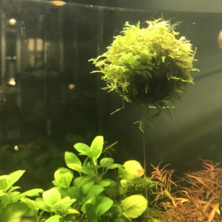 巨大可愛✨ 莫絲球 莫絲漂浮球 直徑2.5cm 爪哇莫絲 MOSS 莫絲水草🌱 莫絲 莫斯浮球 莫斯水草 水族莫絲 水草