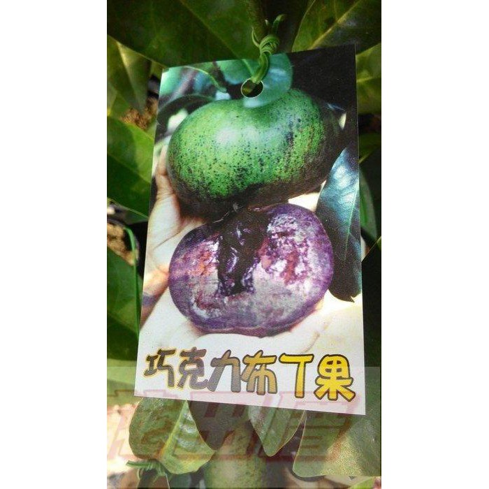 花田厝_季節水果--黑柿(巧克力布丁果)嫁接苗--香甜軟嫩3吋盆高5-10CM
