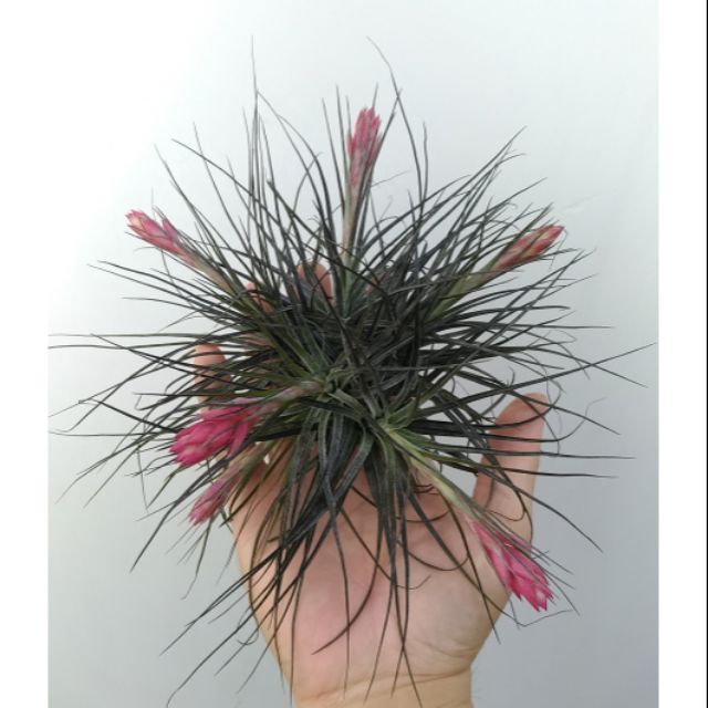 小原多肉 群生紅葉多國花 空氣鳳梨 Tillandsia Stricta Red 蝦皮購物