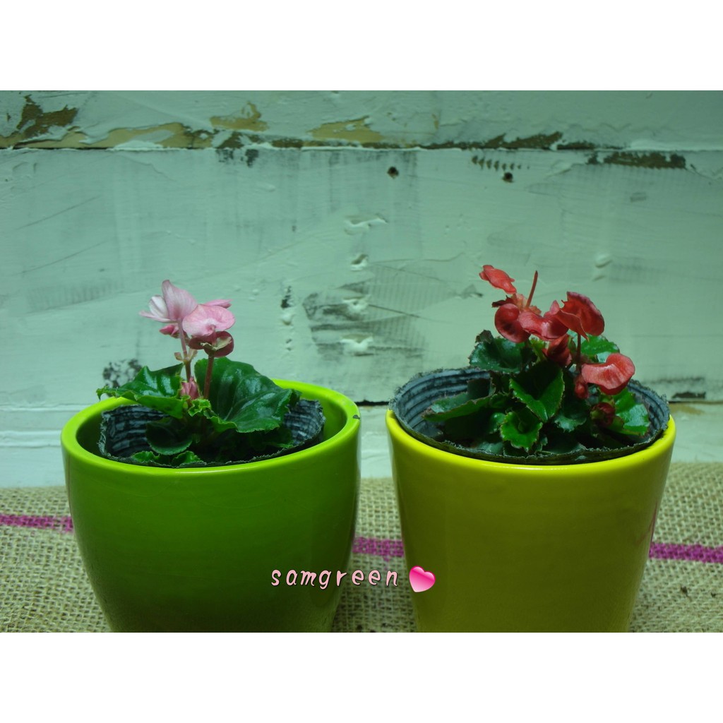 Samgreen 海棠花盆栽 3 5吋盆 粉紅花 紅花 室外植物 半日照 花期長 蝦皮購物