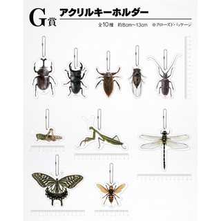 現貨 一番賞 昆蟲 甲蟲 G賞 吊飾 壓克力 赫克力士 獨角仙 長角金龜 鍬形蟲 昆蟲 模型 公仔 玩具 擬真