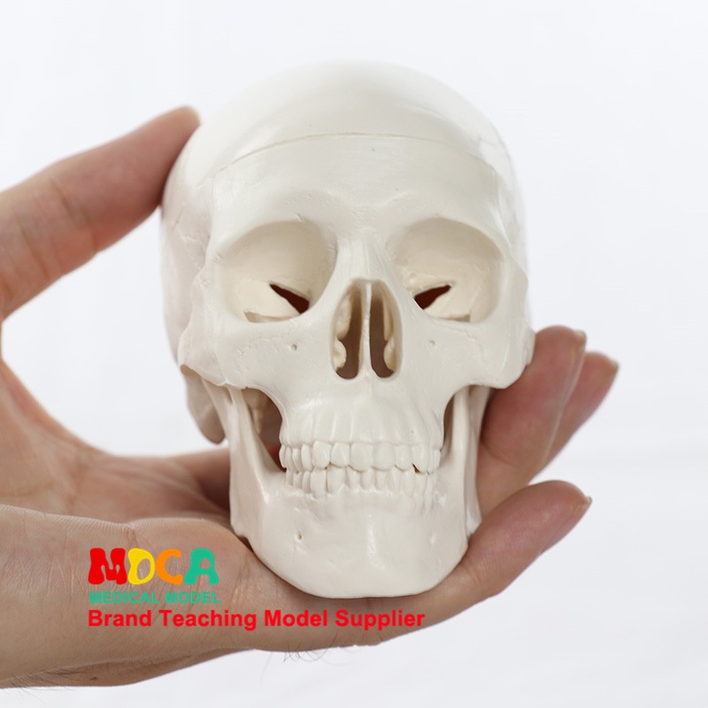醫學藝用美術人體迷你頭骨模型藝用頭骨頭顱骨骨骼模型 MTG001