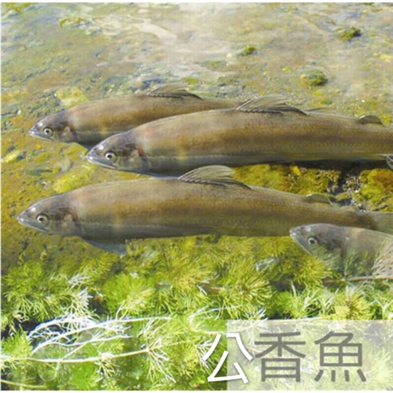 【鮮-最省】🐟台灣產【公香魚】10尾/盒/1KG 香魚 魚 烤魚