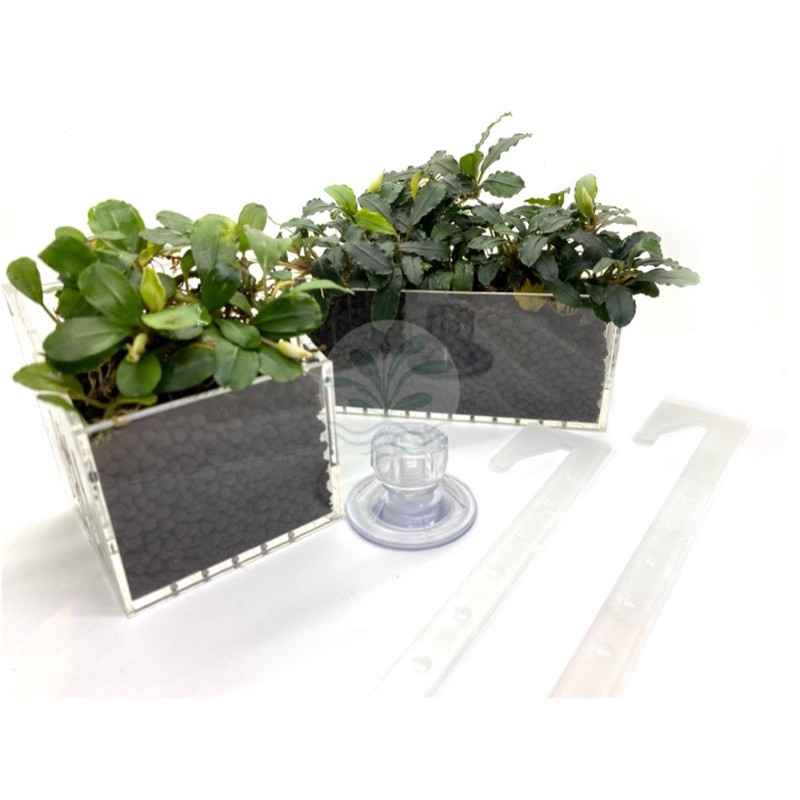 神秘草森林 水上種植盆 多功能壓克力水草盆可吸式可掛式水草培育盆水草培育杯培育杯珊瑚支架神秘草辣椒榕