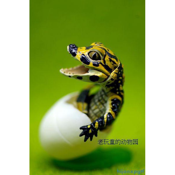特惠 海洋堂chocoq動物扭蛋奇想天外篇單賣 楊子鱷出殼場景 Hijonxpgtf 蝦皮購物