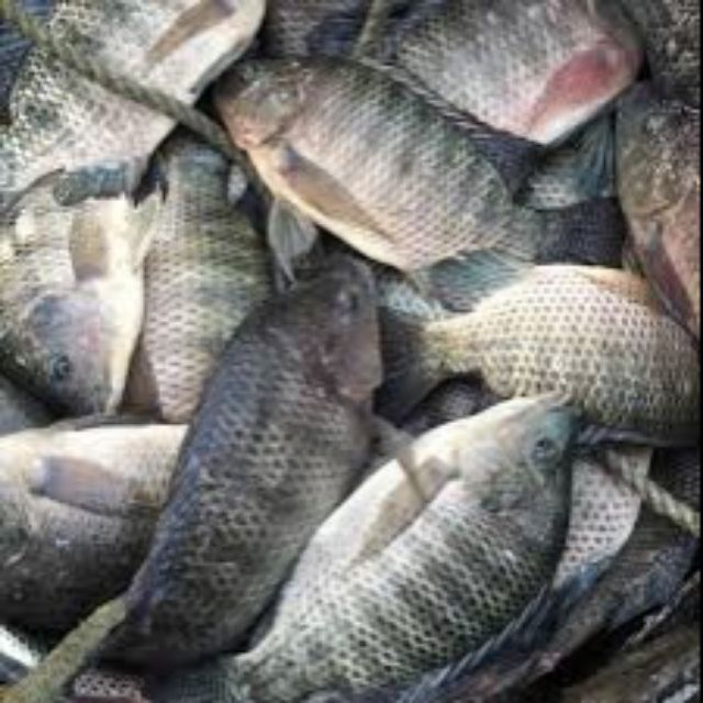 吳郭魚飼料 優惠推薦 21年6月 蝦皮購物台灣