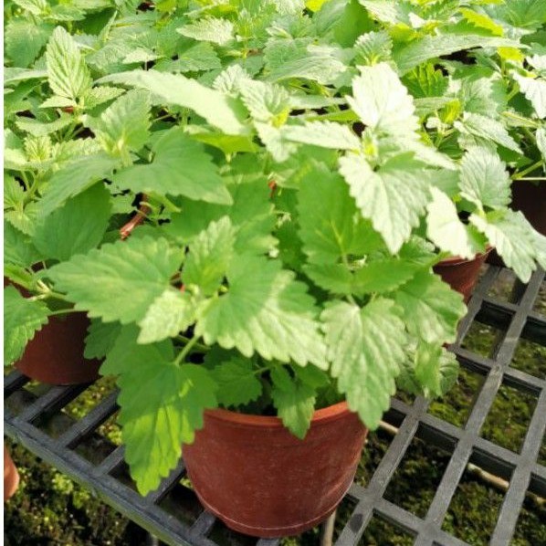 Samgreen 貓薄荷 5吋盆 室外盆栽 寵物零食 蝦皮購物