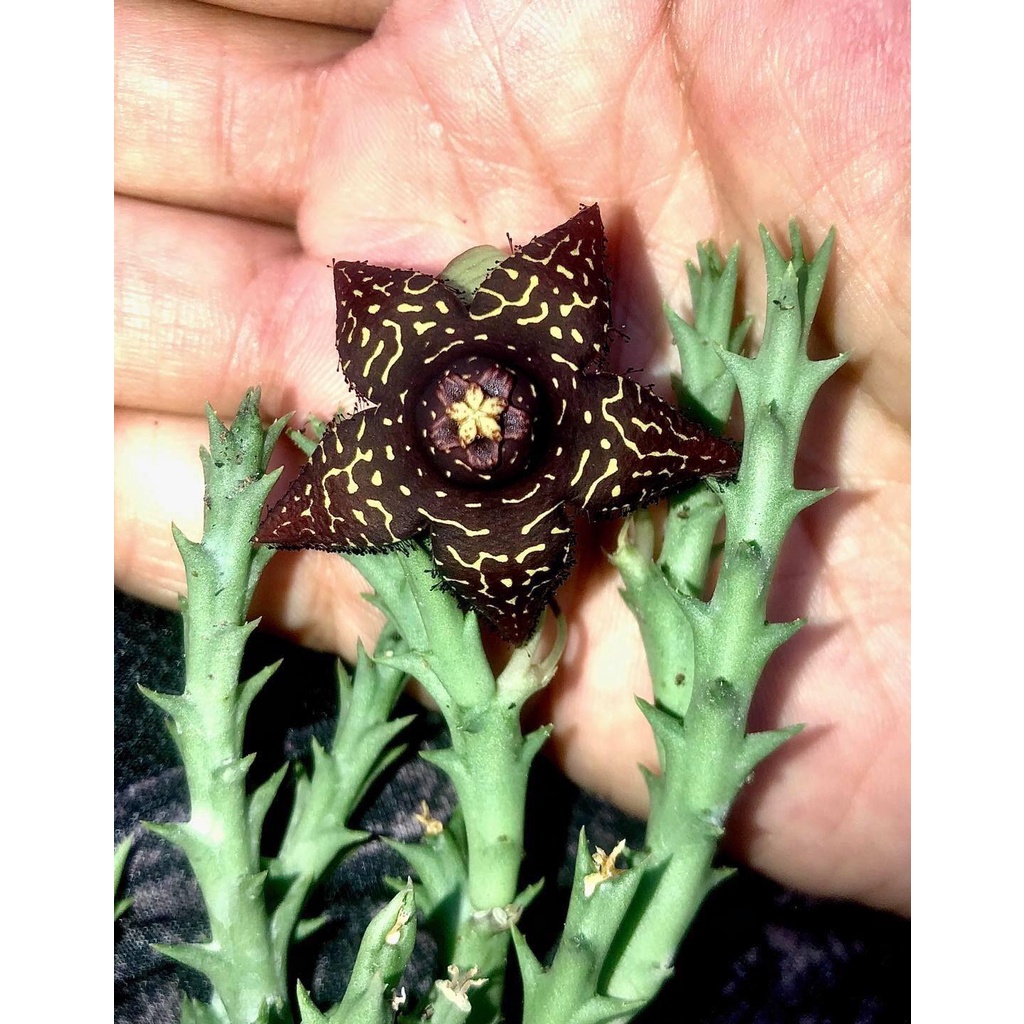 蘿藦多肉植物572Orbea macloughlinii hybrid酒金豹皮花交種