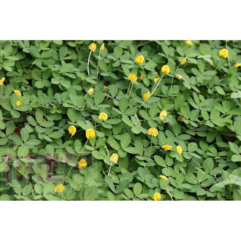 蔓花生 Ptt Dcard討論與高評價網拍商品 21年11月 飛比價格