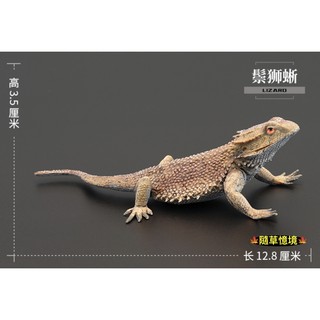 （稀有珍藏）SPG 正版 松獅蜥蜴 蜥蜴 爬蟲類 模擬動物模型 套裝 野生動物 兒童公仔