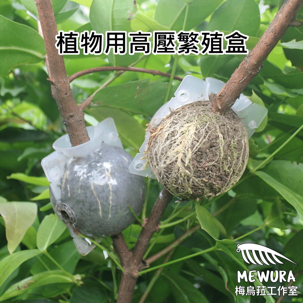 【梅烏菈工作室】買5送1 植物用高壓繁殖盒 (荔枝 蓮霧 檸檬 無花果 適用) 高壓繁殖用 高壓苗 高壓球 嫁接