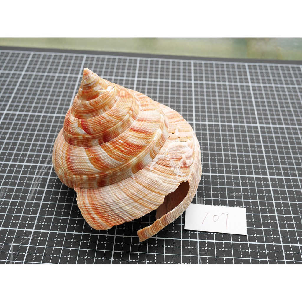 【實物實拍】【現貨】【蝦露】破百的紅翁戎螺107mm (還不錯 品項如圖) 貝殼 神奇海螺 標本 完美主義者請繞路