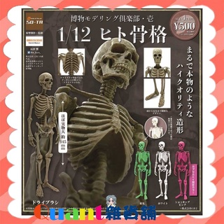 Hey Toy 11月預購 扭蛋so Ta 博物模型俱樂部壹 人骨篇一套4款 蝦皮購物