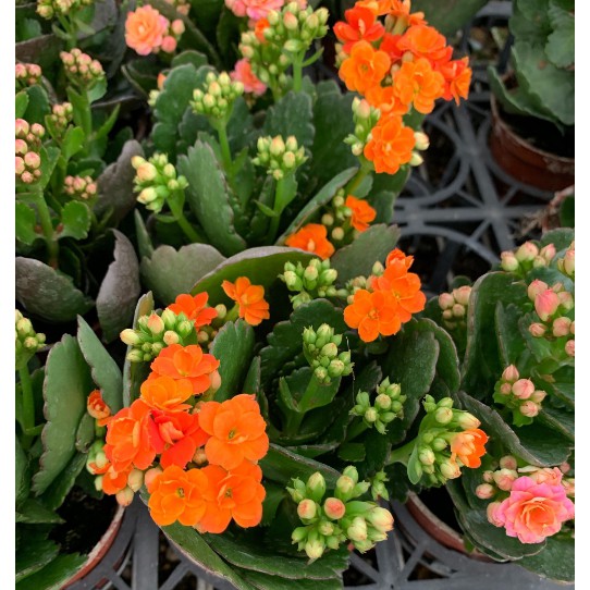 時和花坊-橘色重瓣長壽花/淨化空氣盆栽-3吋盆