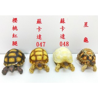 模擬模型 陸龜模型 象龜 星龜 蘇卡達 櫻桃紅腿 陸龜公仔 飾品 裝飾 婷婷百貨 金金水族