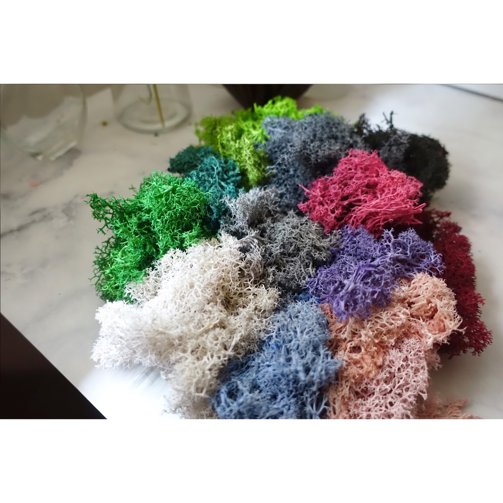 My Wonderful 14色 Moss馴鹿苔12g 25 永生苔癬 永生水草 馴鹿苔 乾燥花材 永生花材 蝦皮購物