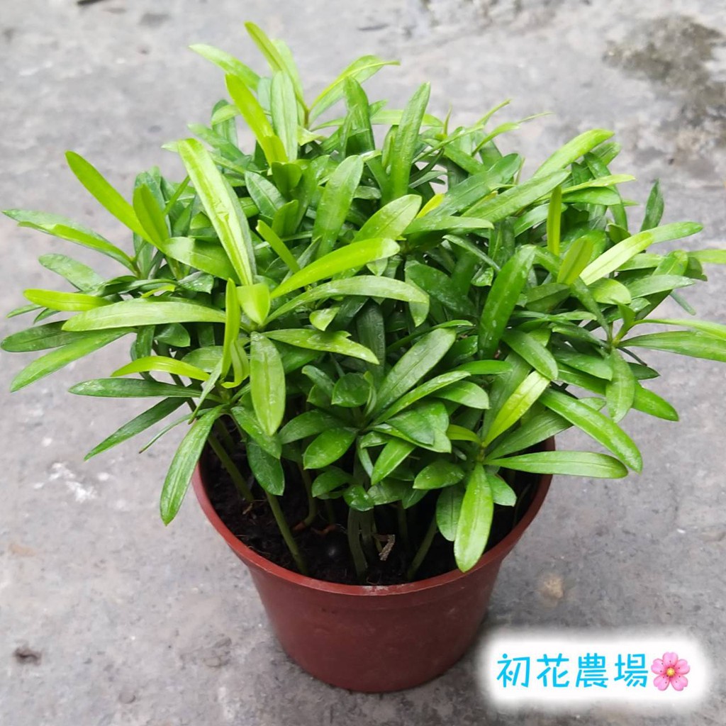 初花農場2店|蘭嶼羅漢松|3寸盆|林木植物|～定價70特價50