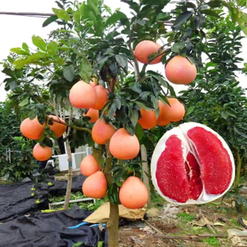 柚子苗 園藝植作優惠推薦 居家生活21年11月 蝦皮購物台灣