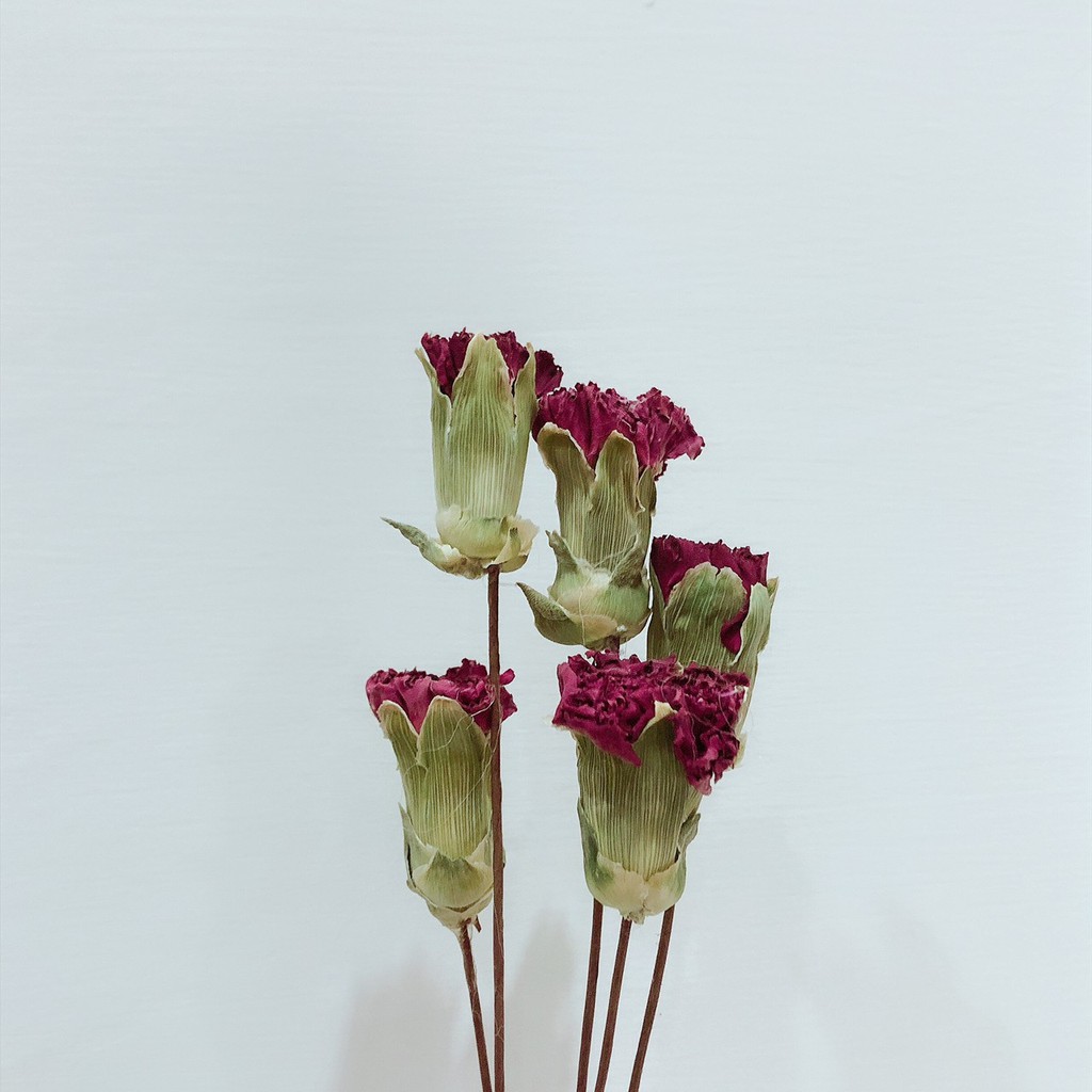 台灣現貨 乾燥康乃馨乾燥花花束花材diy花材婚禮捧花乾燥花配草母親節禮物盆花婚禮佈置盆花壓花 蝦皮購物