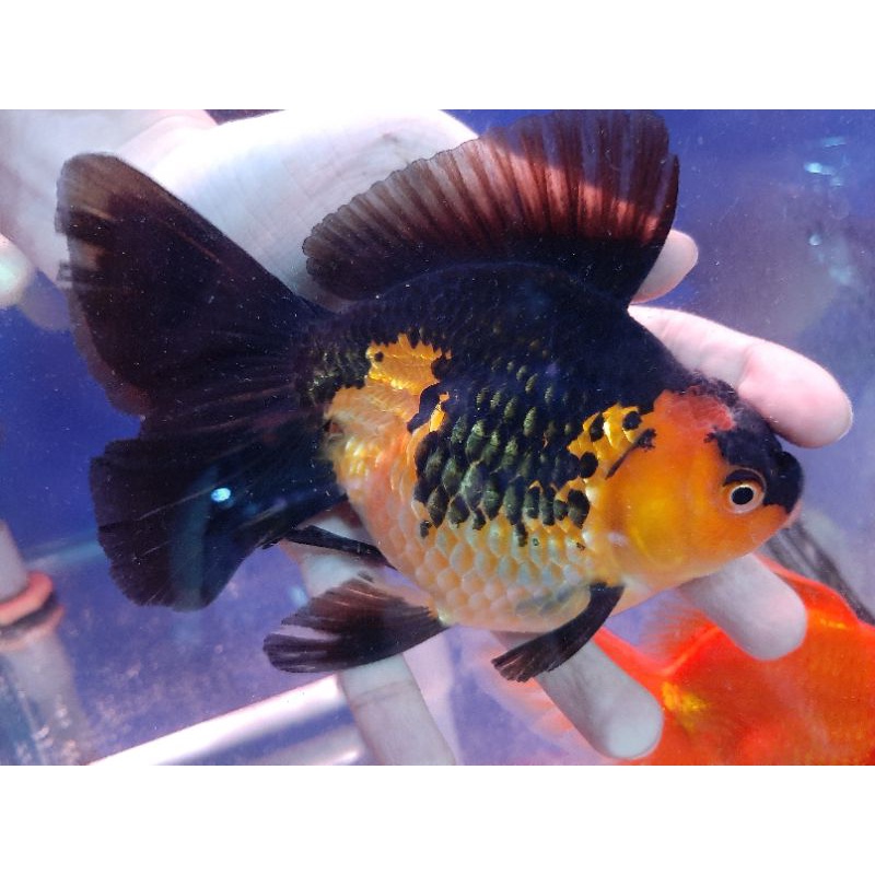 金魚飼料在拍賣的價格推薦 21年10月 比價比個夠biggo