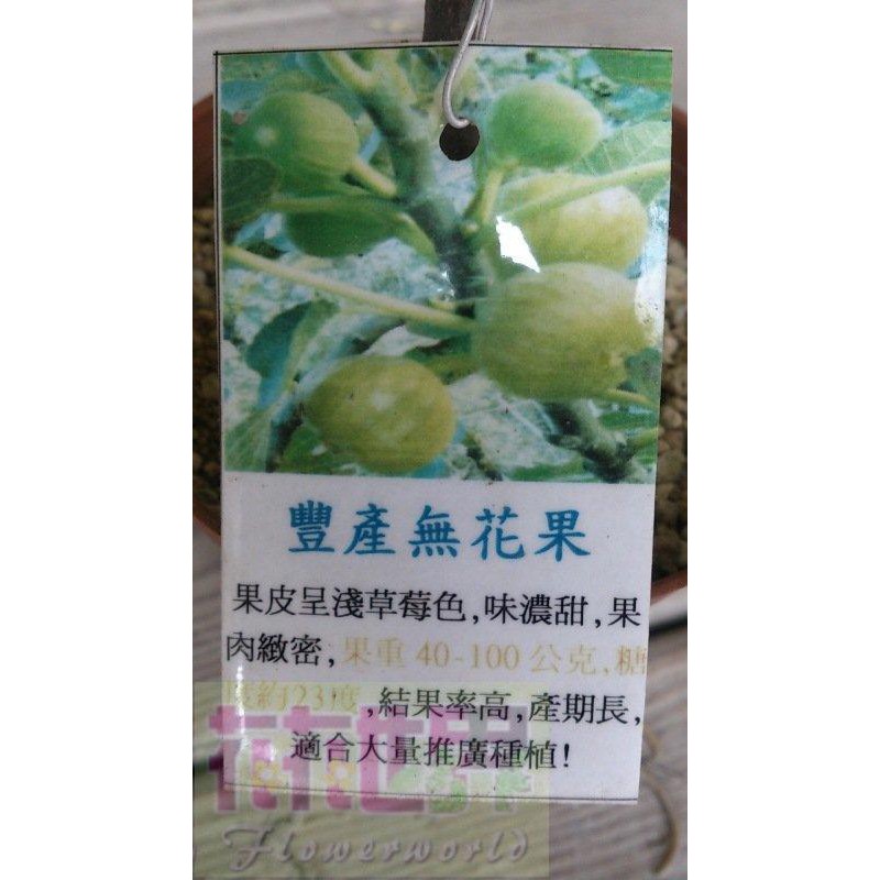 水果苗-果苗-果樹苗- 豐產無花果    現缺貨。預購中-5-6吋盆-花花世界玫瑰園-G286