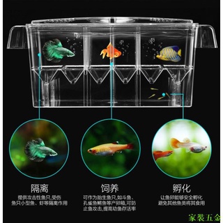 鬥魚母的價格推薦 21年8月 比價撿便宜