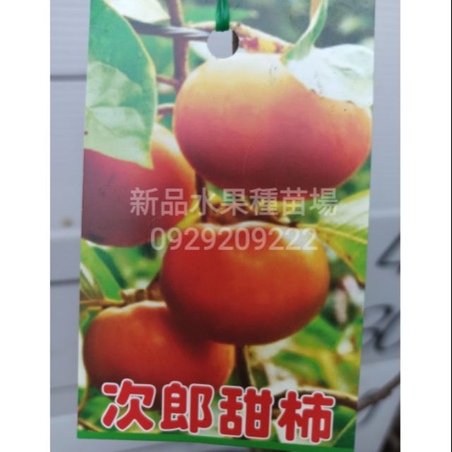 次郎甜柿苗 苗高超過100cm 枝幹粗壯 柿子苗柿子次郎甜柿甜柿子甜柿苗次郎甜柿苗嫁接苗新品水果苗場 蝦皮購物