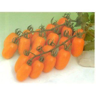 【蔬菜種子S338】橙蜜香小果番茄~~容易種植，糖份累積早，口感佳，風味獨特之品種。