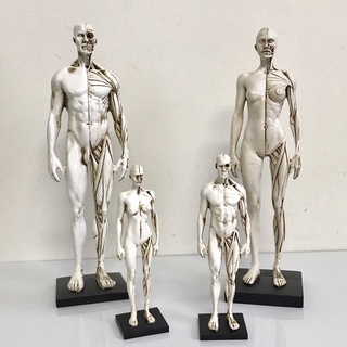 臺灣現貨 藝用人體模型 肌肉 骨骼 解剖 人體結構 美術用品 CG繪畫 雕塑教學 人體模型