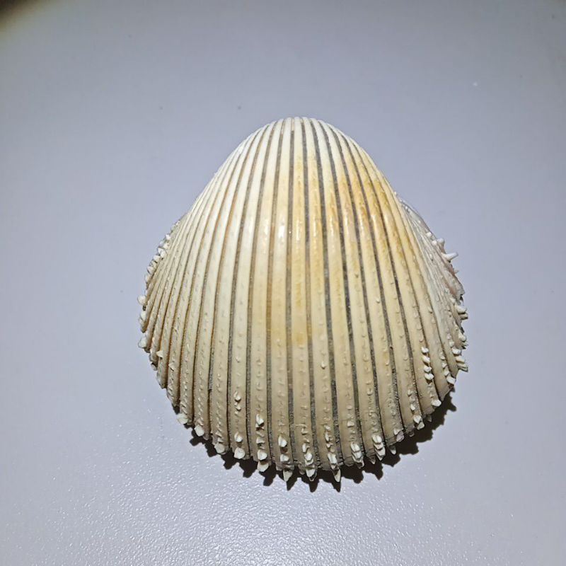 多刺鳥尾蛤（貝殼標本、收藏）