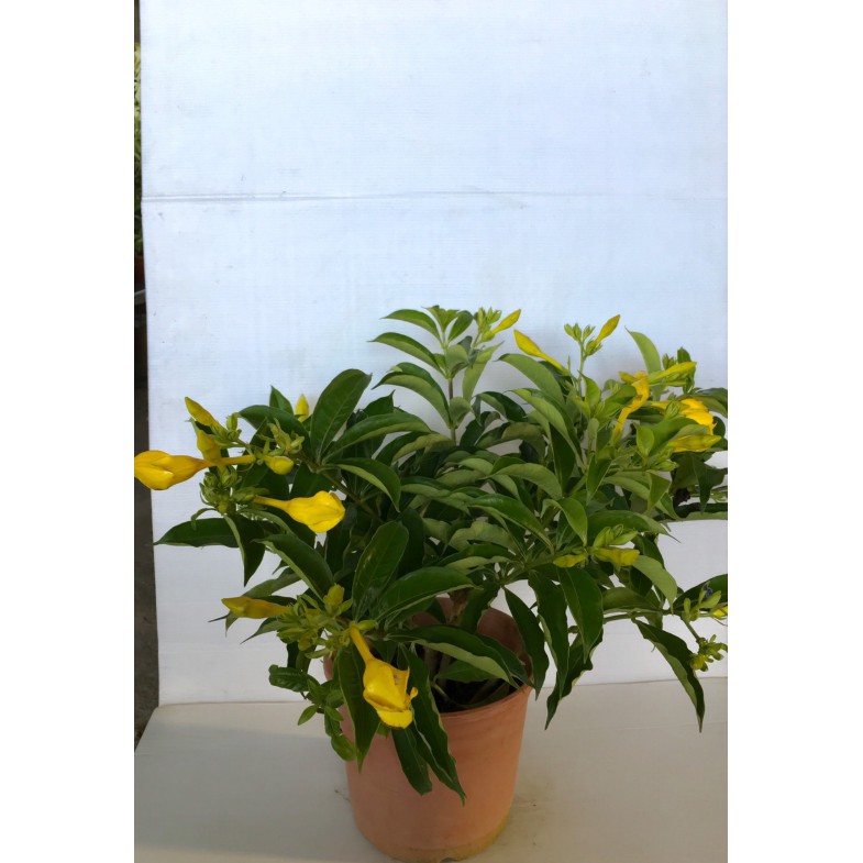 花囍園 藤蔓植物 軟枝黃蟬 蔓性 花冠鮮黃色 庭園美化 6吋高約30 40cm 特價250 蝦皮購物
