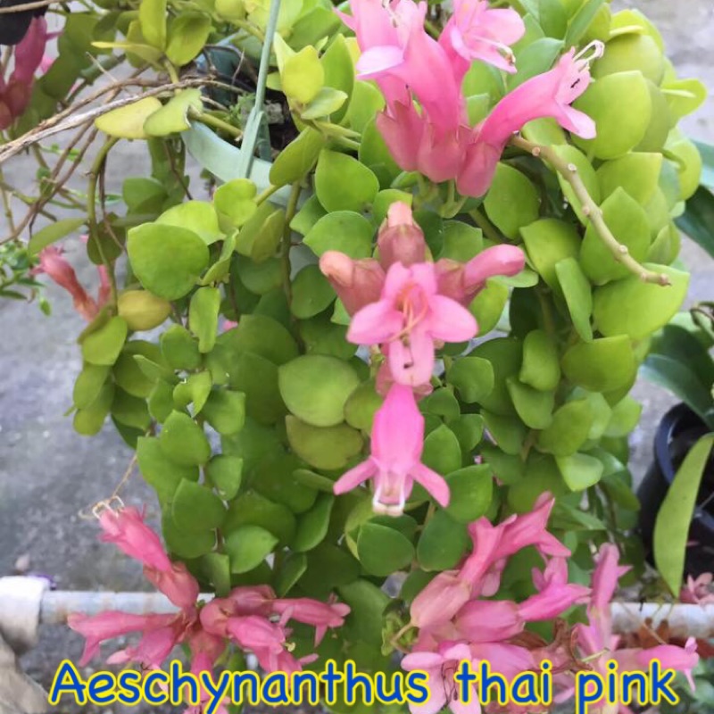 粉紅色口紅花 Aeschynanthus Thai Pink 蝦皮購物
