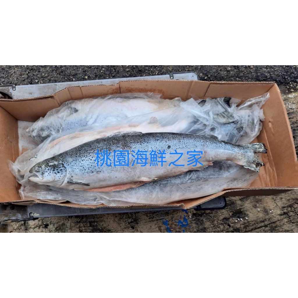 桃園海鮮之家【冷凍智利整尾鮭魚】