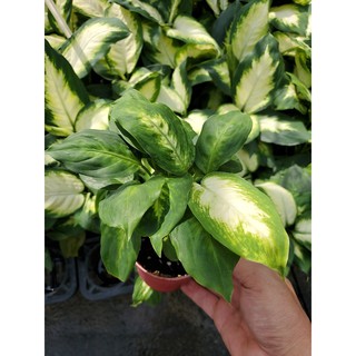 李家果苗 白玉粉黛葉 3吋盆 觀葉植物 特價40元