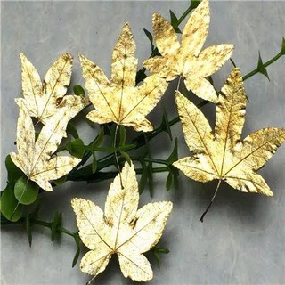 楓葉標本 滴膠乾花DIY手工花材押花材料乾花標本植物教學標本，一份12片