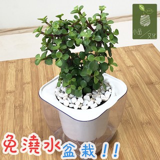 【小品文化】銀杏木【現貨】4吋透明懶人盆栽 加水更方便 觀葉植物 自動吸水 水培 創意花盆 居家辦公盆花 種子