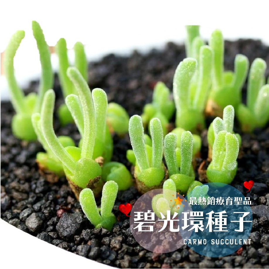 買4送1 Carmo多肉植物碧光環種子套組 土 盆 種子 G52 蝦皮購物