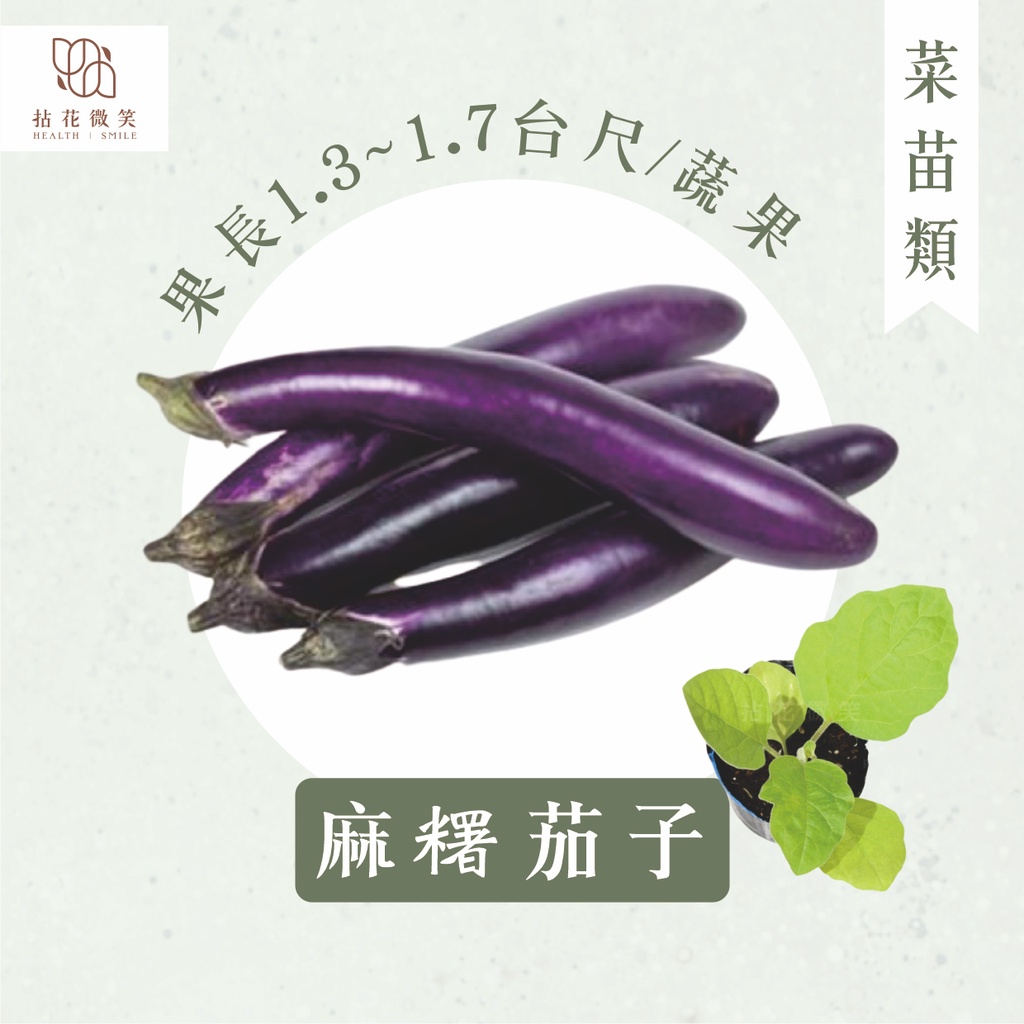 拈花微笑 茄子 3吋 菜苗 料理 食用蔬菜 調味料 烹飪 有機 蔬果 蝦皮購物