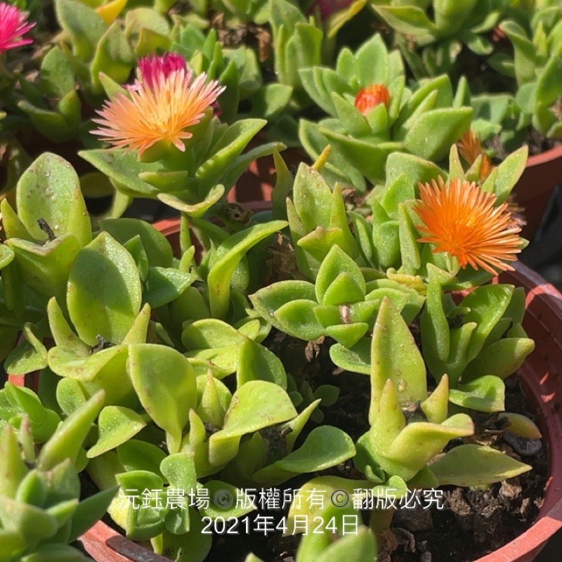 沅鈺農場多肉植物太陽玫瑰 花蔓草 露養植物有葉傷 蝦皮購物