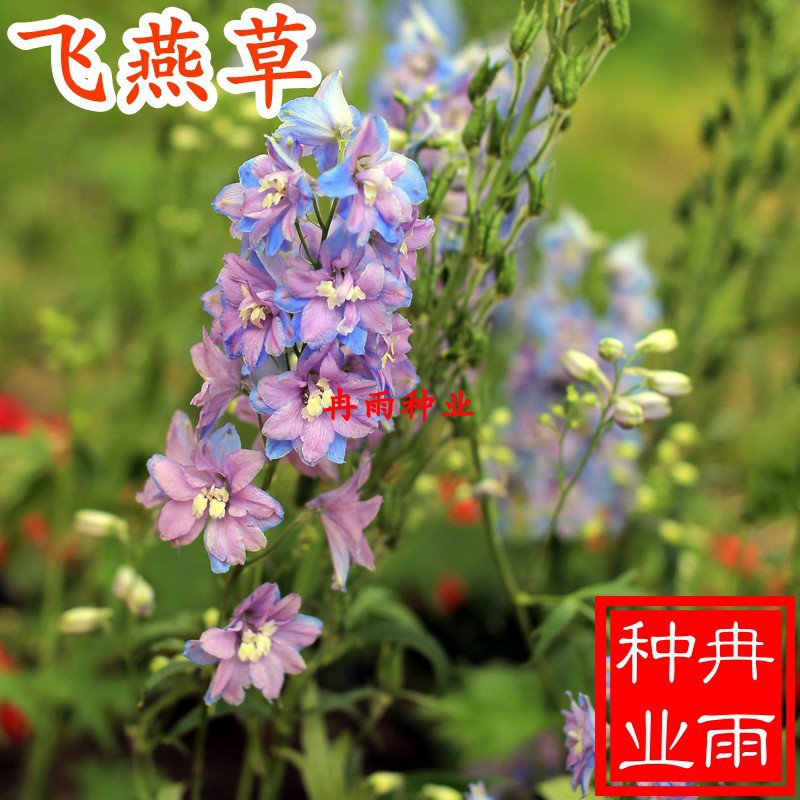 田園花種飛燕草種子鴿子花百部草千鳥花蘿小花陽臺庭院盆栽種籽草本大花卉易種活 蝦皮購物