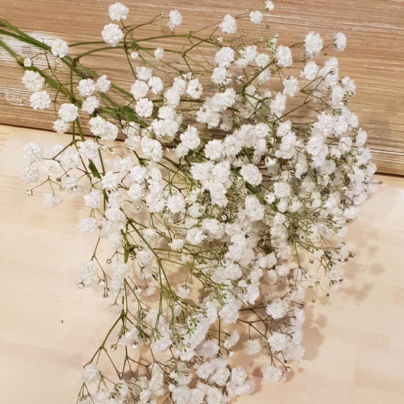 買三送一滿天星花束進口滿天星滿天星乾燥滿天星乾燥花花束婚禮小物婚禮佈置乾燥花滿天星花束信義區花店