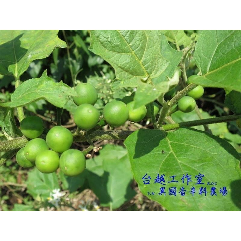 鈕扣茄/珍珠茄子มะเขือพวง/小馬可/珍珠茄5吋盆/泰式綠咖哩食材/TERONG POKAK/cepoka