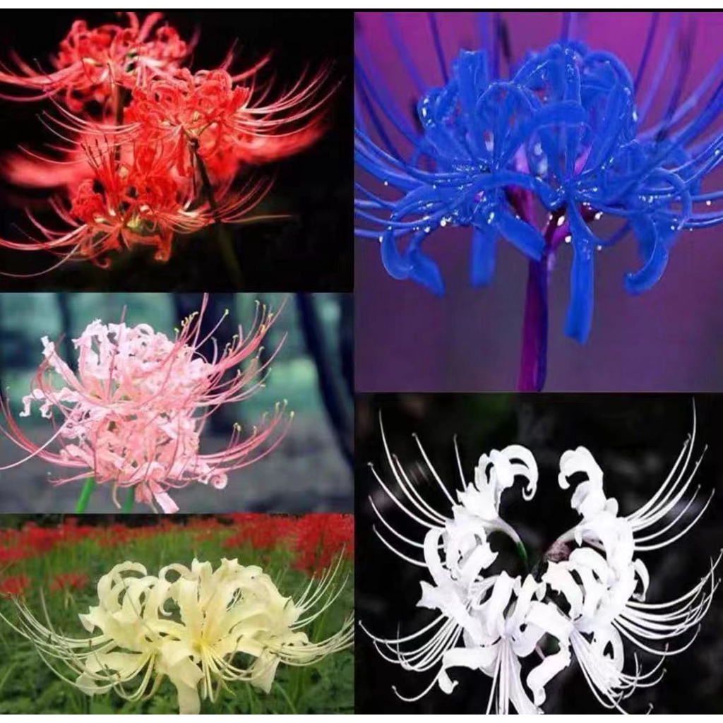 精選彼岸花彼岸花種子曼珠沙華環境花花仙秋冬開花多年生花卉種子 蝦皮購物