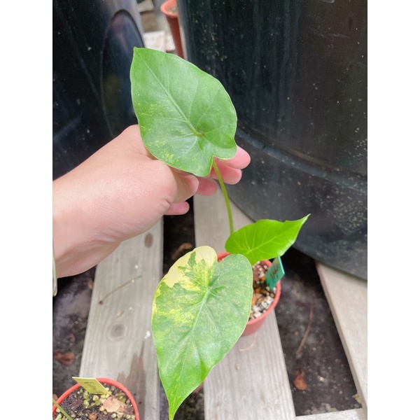 天南星植物/雨林植物/觀葉植物/黃斑姑婆芋