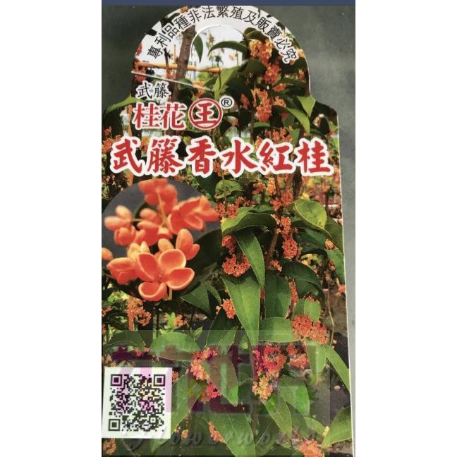 花花世界_綠籬植物**武藤香水紅桂花**5-6吋盆/高15~25cm/MA