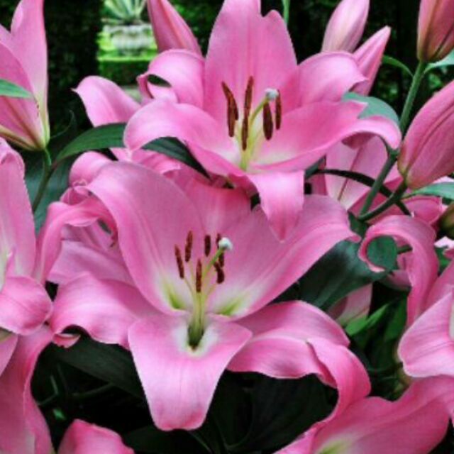 香水百合花種球球根節奏舞者帶芽帶根 蝦皮購物