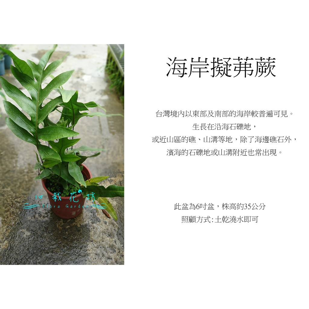 心栽花坊 海岸擬茀蕨 琉球金星蕨 海岸星蕨 6吋盆 綠化植物 室內植物 觀葉植物 售價180特價150 蝦皮購物