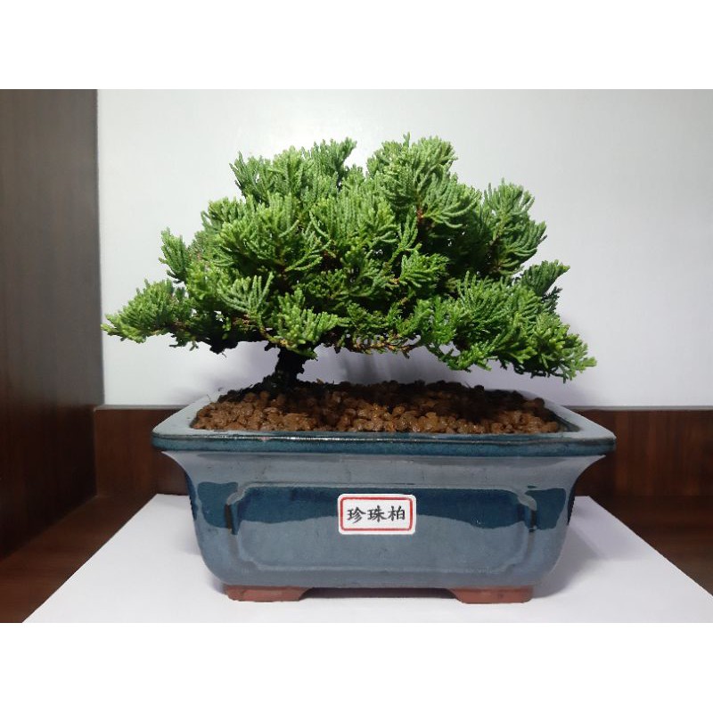 珍珠柏國泰樹形小品盆栽迷你盆栽桌上盆栽長方釉盆 蝦皮購物