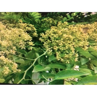 花梨木精油(一)100ml---ND精油瓶分裝--純精油 期限
